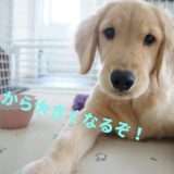 大型犬の子犬