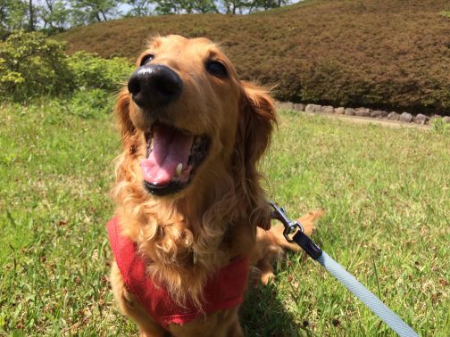 旅行先で楽しげな犬