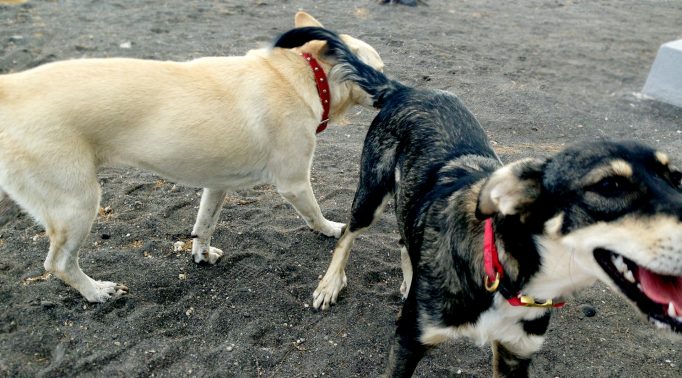 ドッグランで遊ぶ犬