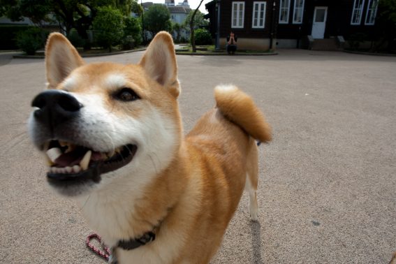 笑顔の柴犬
