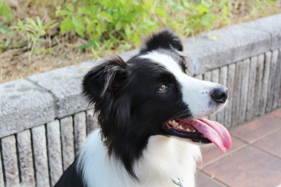笑顔を見せる犬