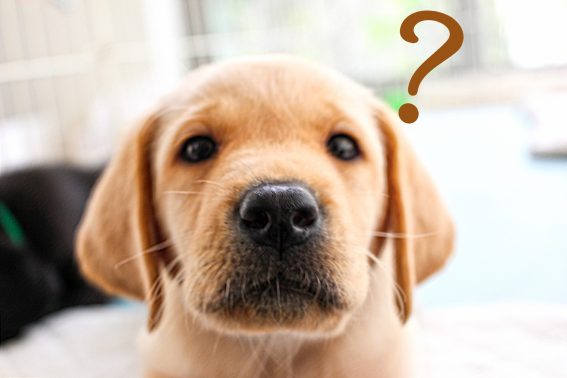 初めての環境に戸惑う犬