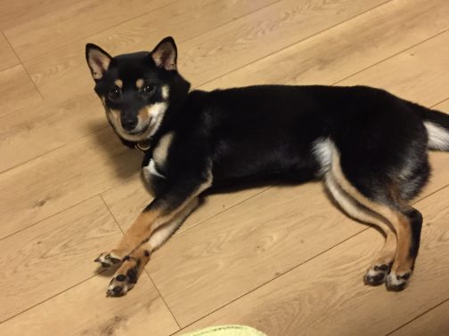 横に寝そべる柴犬