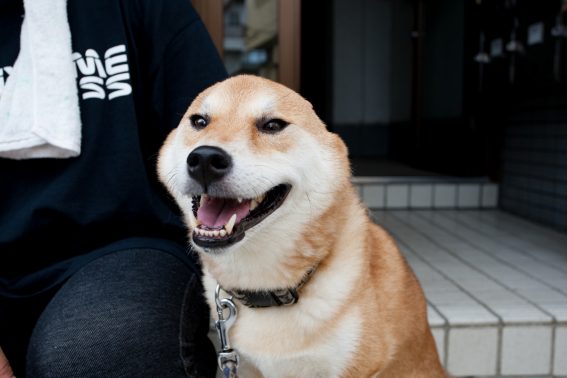 飼い主の横で座る犬