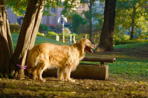 夕日にたそがれる犬