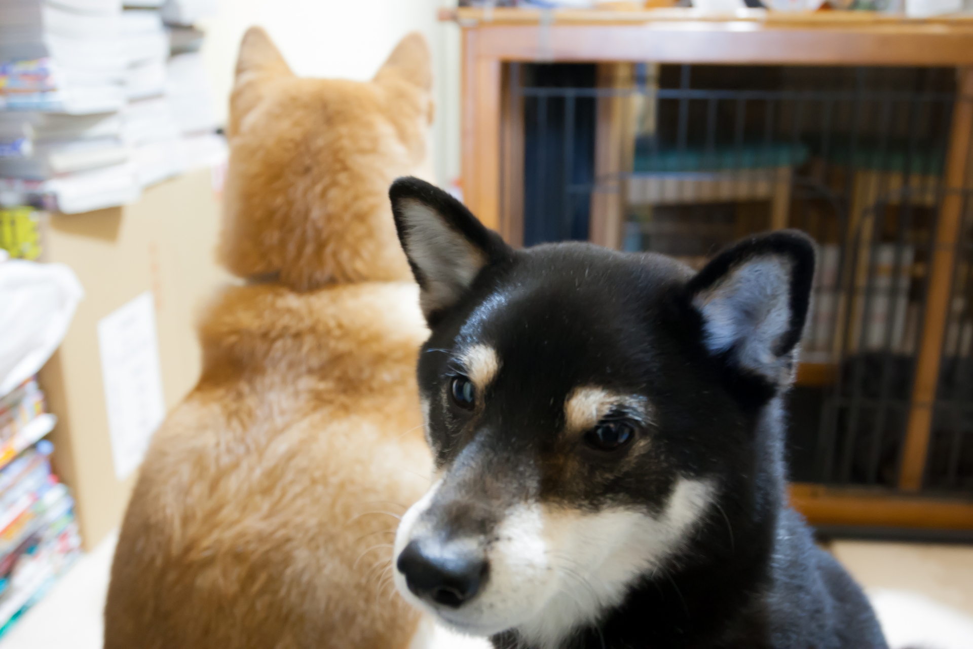 中型犬を安全 快適に室内飼いする３つのポイント シッターのアドバイス