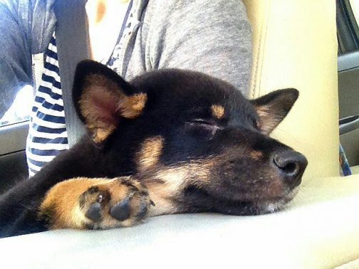 飼い主の側で眠る犬
