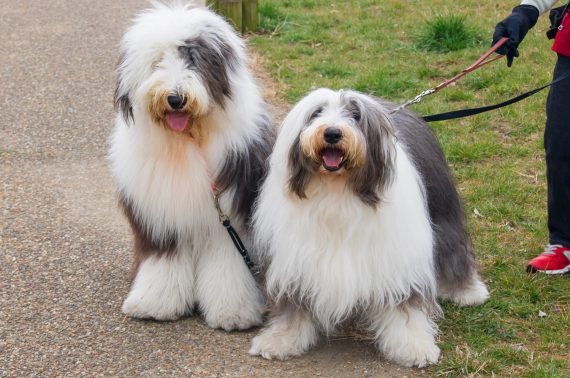 大型犬の多頭飼い 快適な留守番のために飼い主さんができる工夫