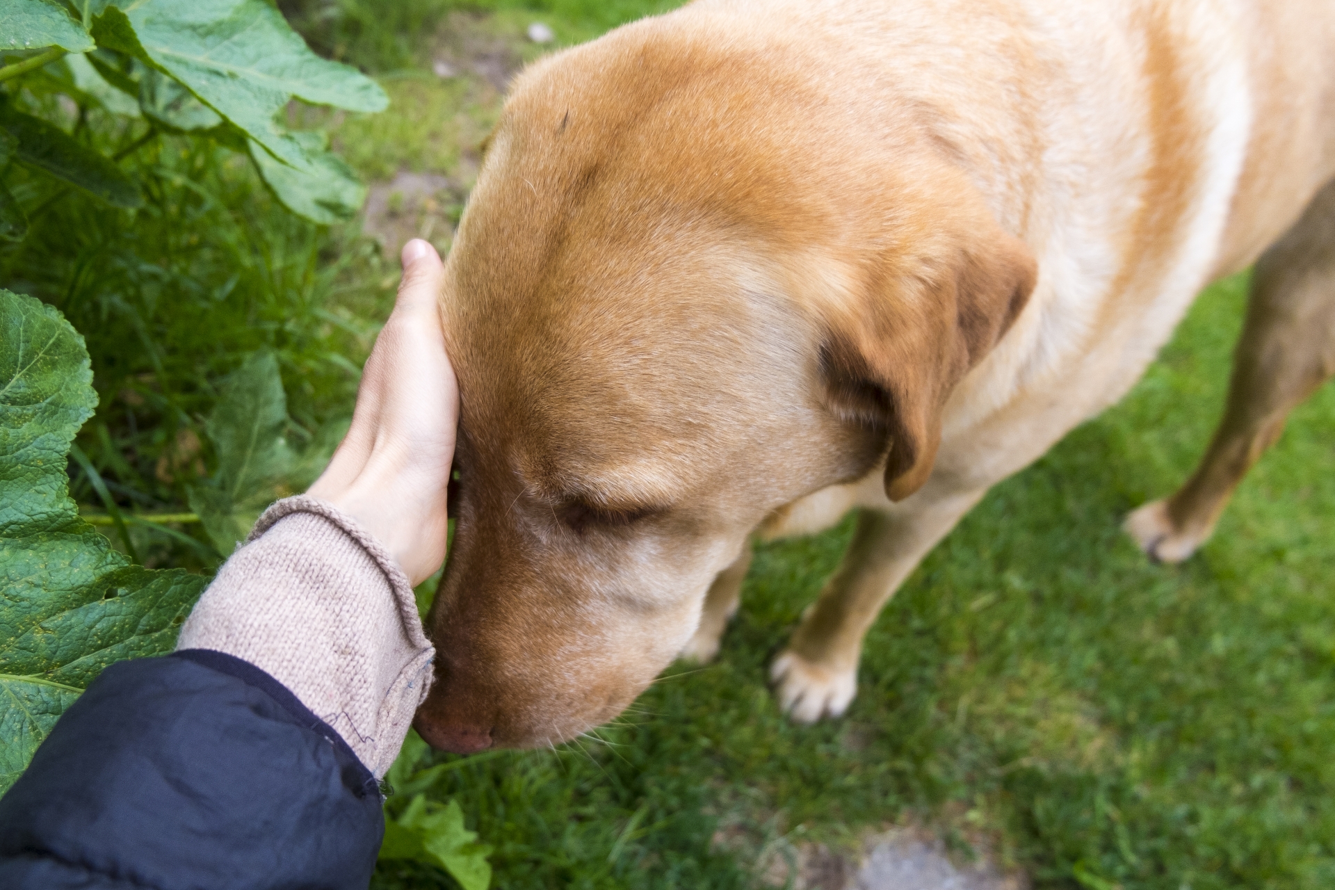 大型犬が日常で感じるストレスとその解消方法 飼い主さんだけで悩まない