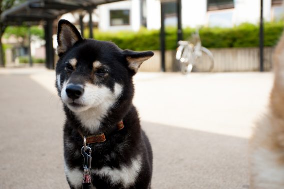 公園でおすわりする犬