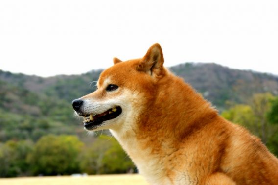 高齢者が抱えるペットの悩み ペットシッターエンと一緒に解決しませんか