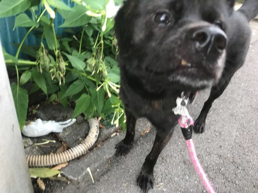こちらを見る甲斐犬