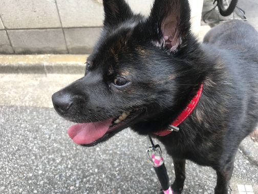 散歩中の甲斐犬