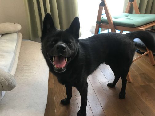 散歩して満足した甲斐犬