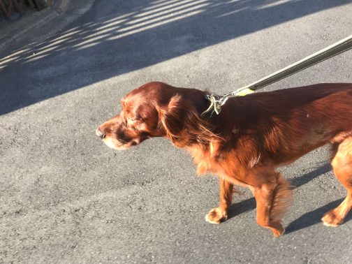 楽し気に歩く犬