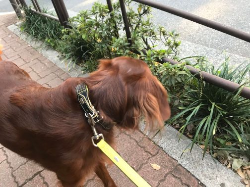 散歩中立ち止まる犬