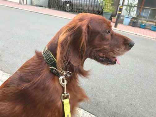 大型犬の散歩風景