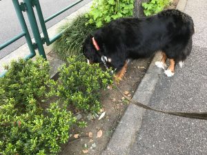 散歩中立ち止まる犬