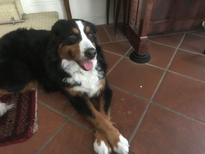 散歩後に自宅で休む犬
