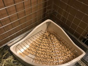 ウサギのトイレ掃除