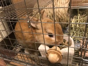 しっかり食べるウサギ