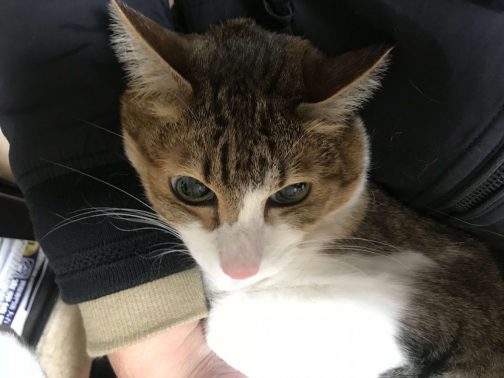 抱っこされ、投薬中