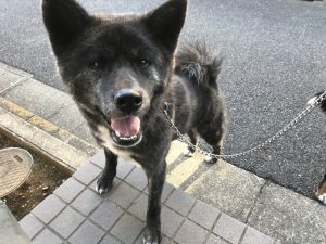 秋田犬の散歩