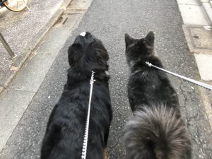 多頭で散歩中の大型犬