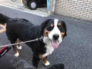 散歩中楽しげなバーニーズ